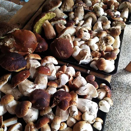 - Krusne Hory Σπίτι διακοπών