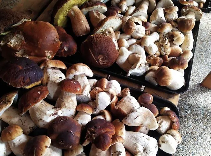 - Krusne Hory Semesterbostad